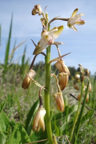 Orthochilus aculeatus subsp. huttonii inflorescence